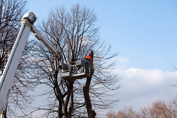 istockphoto-519916675-612x612